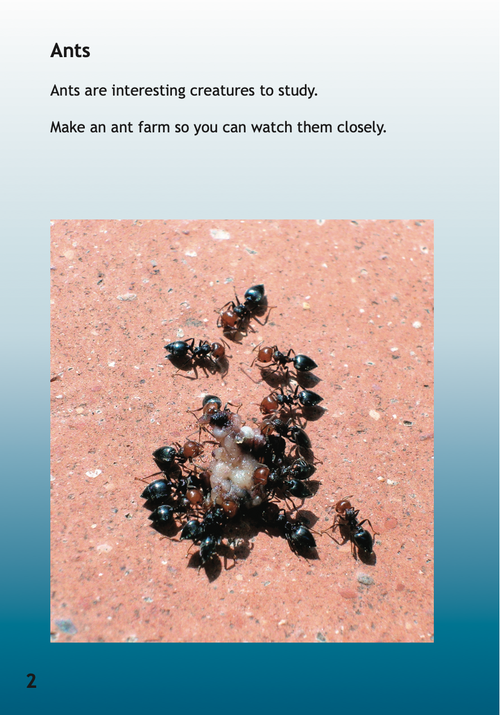 Ant Farm book by Michaela Pluck
