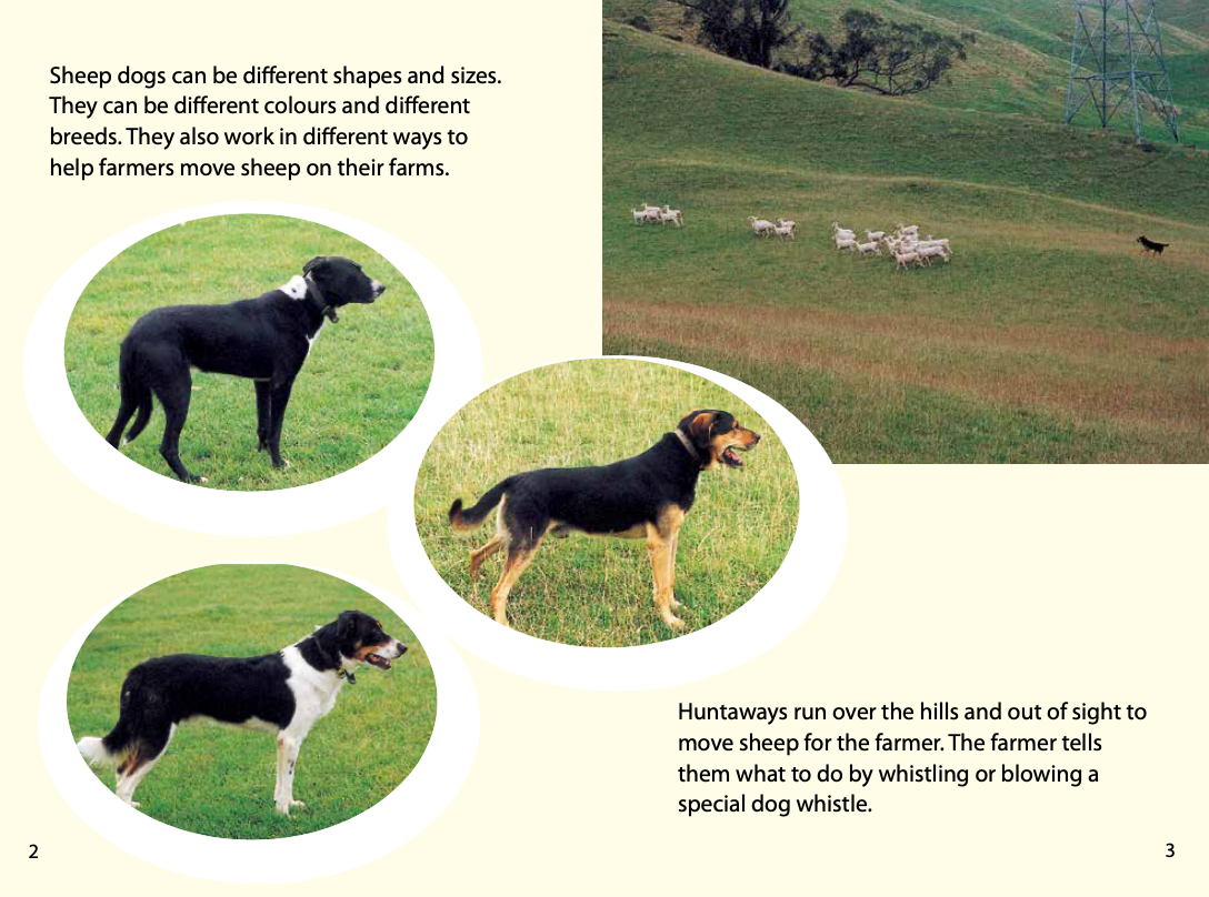 Sheep Dogs book by Diane Foley