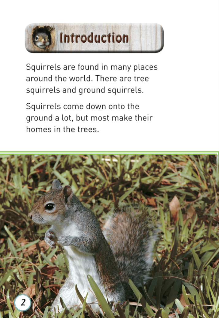 Squirrels book by Marion Rego