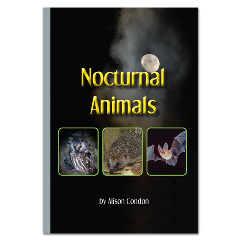 Nocturnal Animals book by Alison Condon - Rainbow Reading